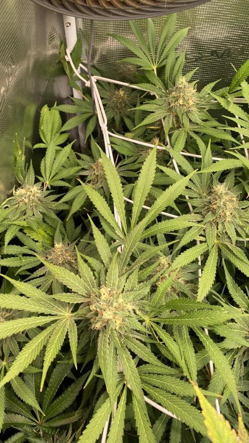 Mazar Kush - World Of Seeds. Week 14 - day 57