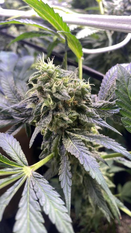 Sticky Wasabi Triploid  Growers Choice. Week 14