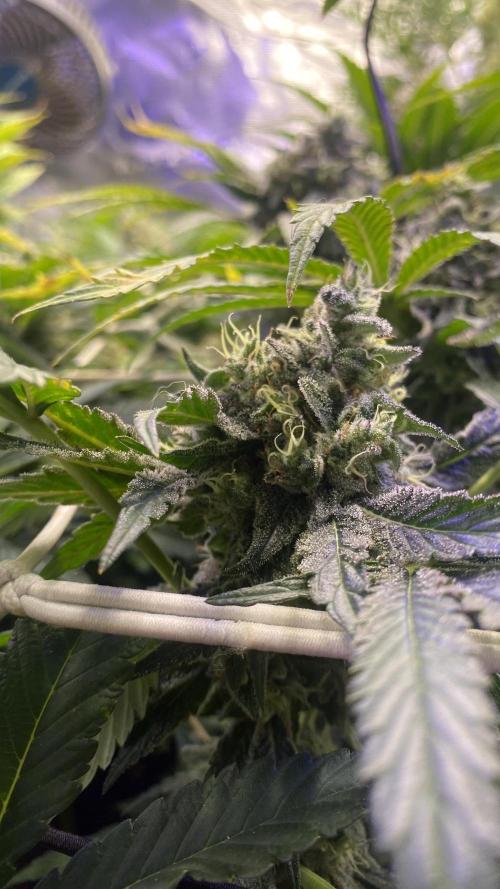 Sticky Wasabi Triploid  Growers Choice. Week 14