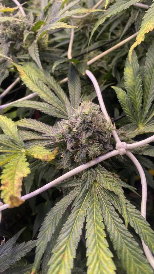 Sticky Wasabi Triploid  Growers Choice. Week 14