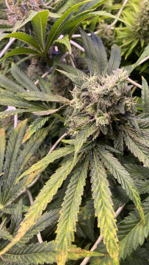 Sticky Wasabi Triploid  Growers Choice. Week 14