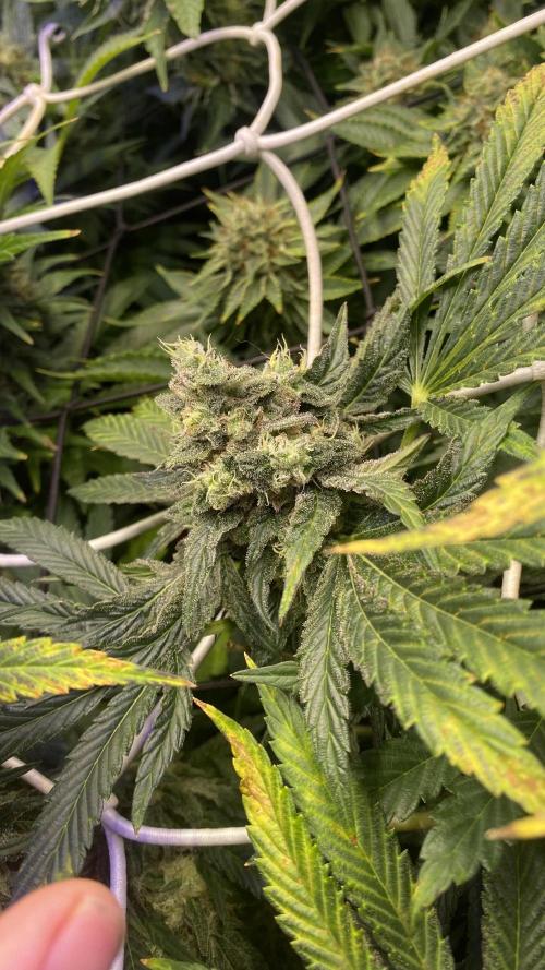 Sticky Wasabi Triploid  Growers Choice. Week 14