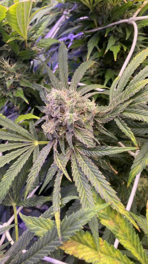 Sticky Wasabi Triploid  Growers Choice. Week 14