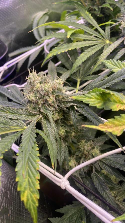 Sticky Wasabi Triploid  Growers Choice. Week 14