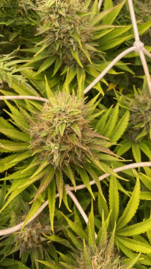 Eternity Growcup 2026 - Sticky Broccoli. Week 14 - day 60 - 16/05-2026