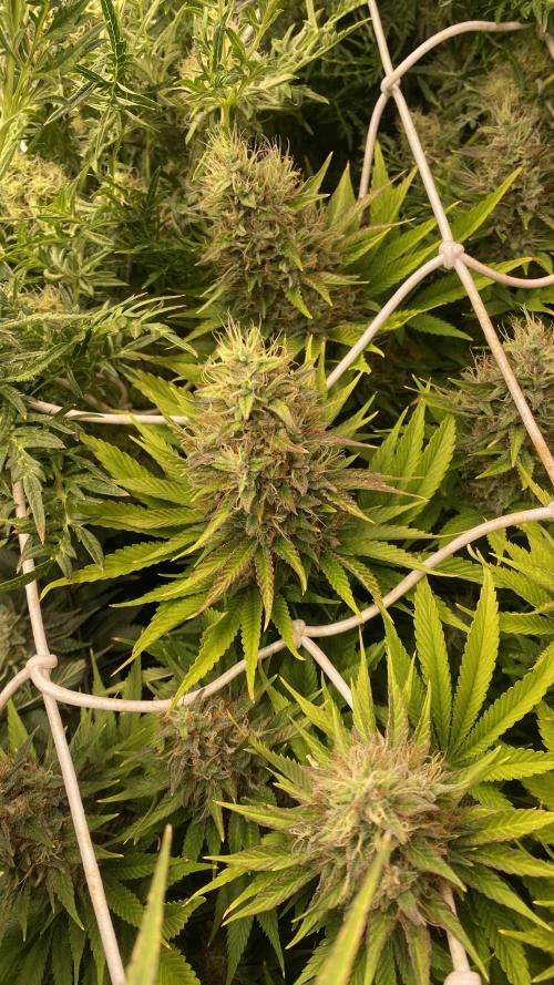 Eternity Growcup 2026 - Sticky Broccoli. Week 14 - day 60 - 16/05-2026