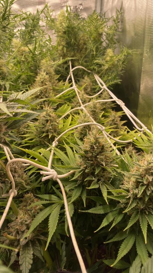 Eternity Growcup 2026 - Sticky Broccoli. Week 14 - day 60 - 16/05-2026