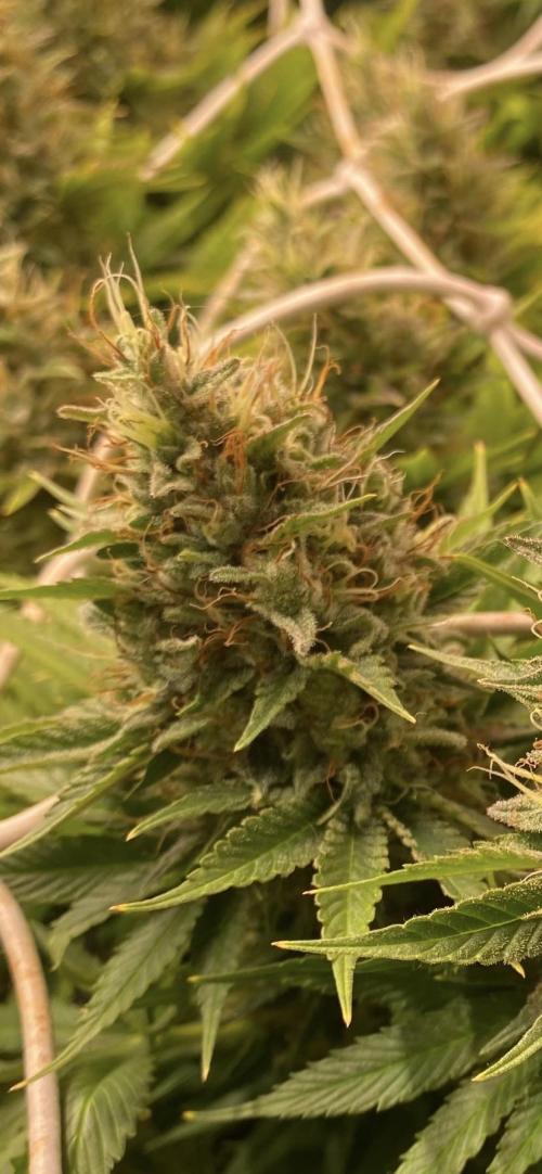 Eternity Growcup 2026 - Sticky Broccoli. Week 14 - day 60 - 16/05-2026