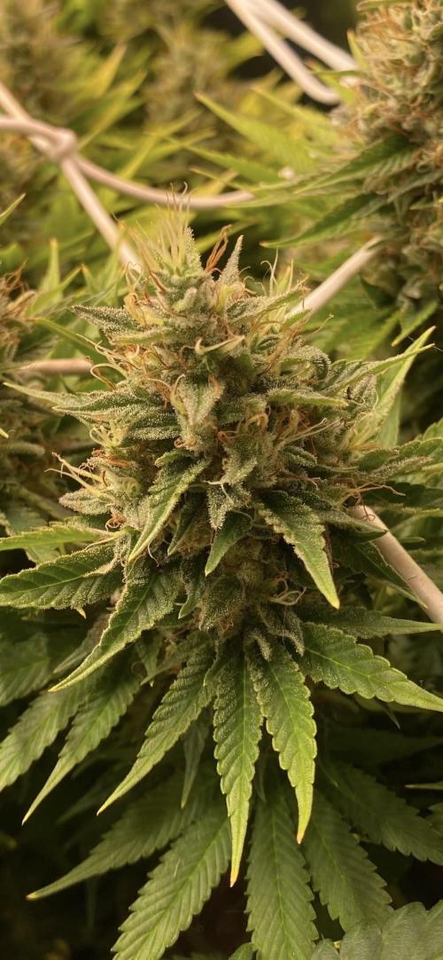 Eternity Growcup 2026 - Sticky Broccoli. Week 14 - day 60 - 16/05-2026