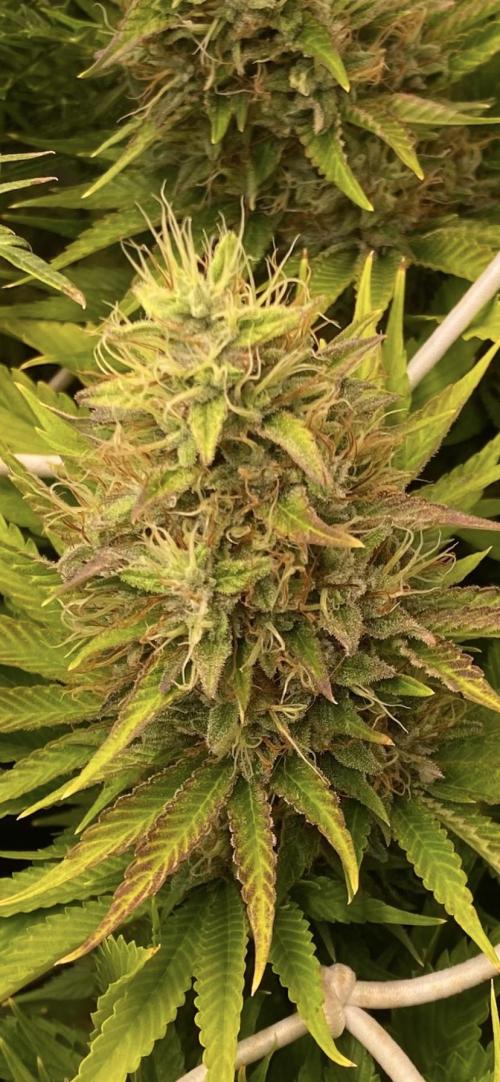 Eternity Growcup 2026 - Sticky Broccoli. Week 14 - day 60 - 16/05-2026