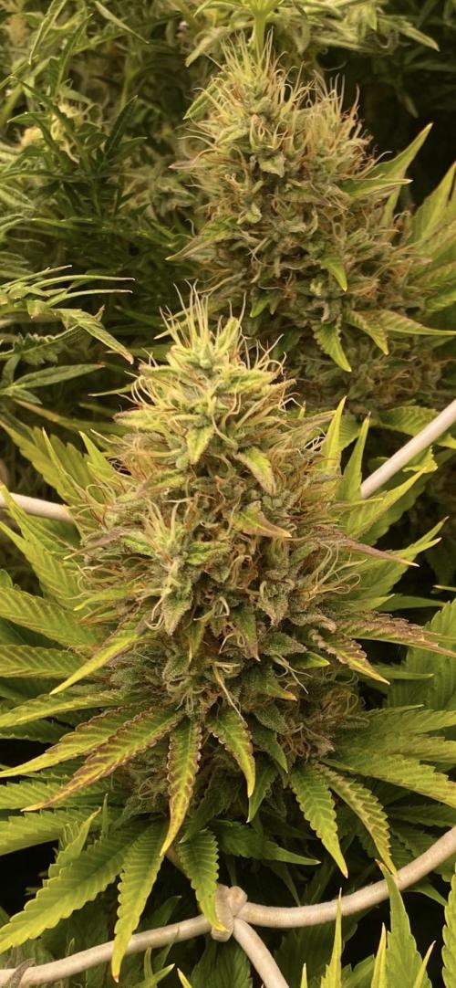 Eternity Growcup 2026 - Sticky Broccoli. Week 14 - day 60 - 16/05-2026