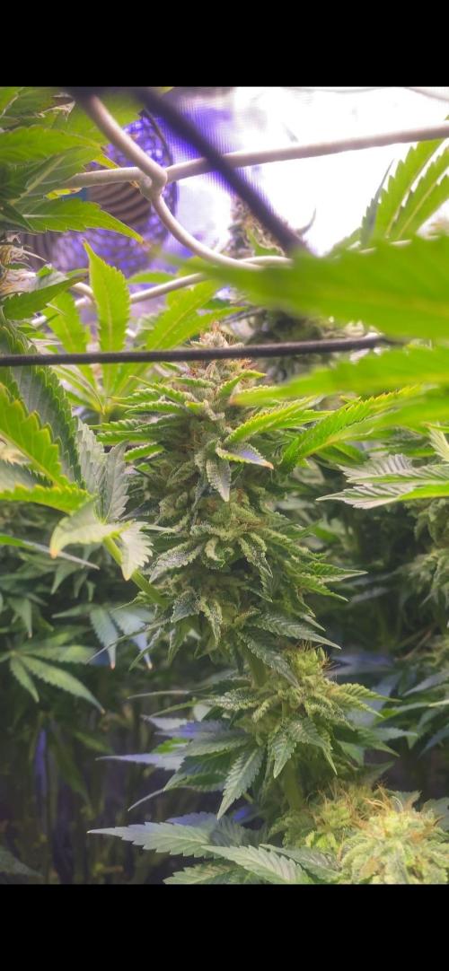 Grandpa Zombie Genetics Fem - Izi Farms. Week 15 - day 60