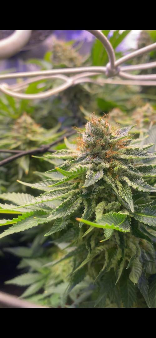 Grandpa Zombie Genetics Fem - Izi Farms. Week 15 - day 60