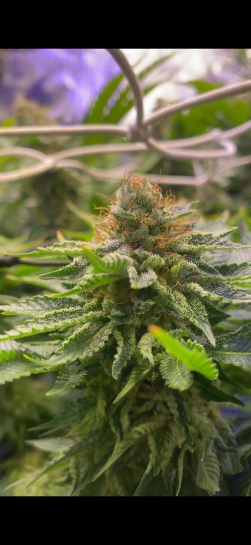 Grandpa Zombie Genetics Fem - Izi Farms. Week 15 - day 60
