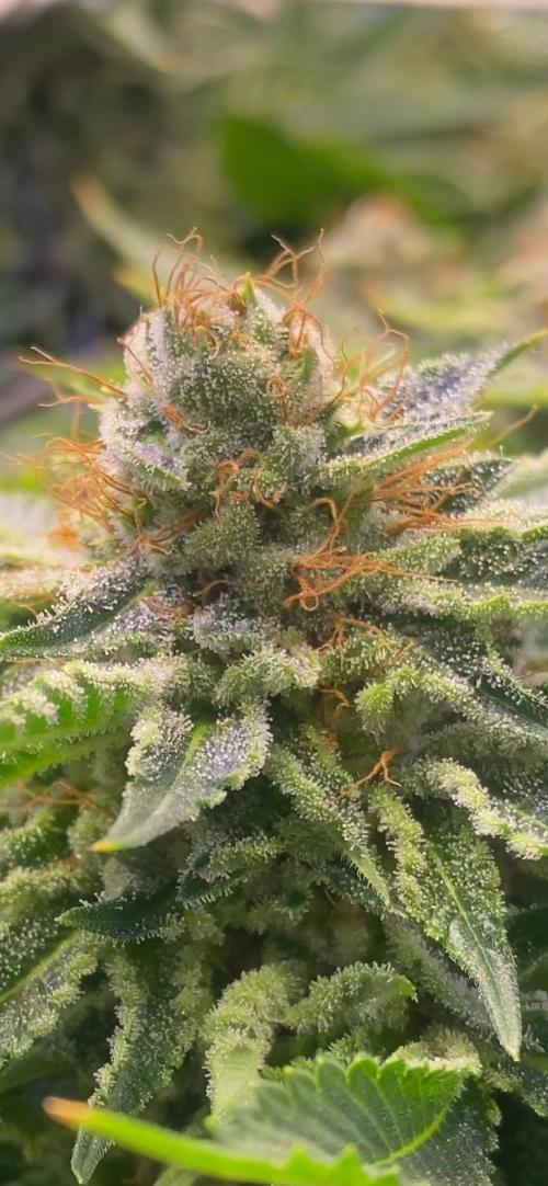 Grandpa Zombie Genetics Fem - Izi Farms. Week 12 - day 60 