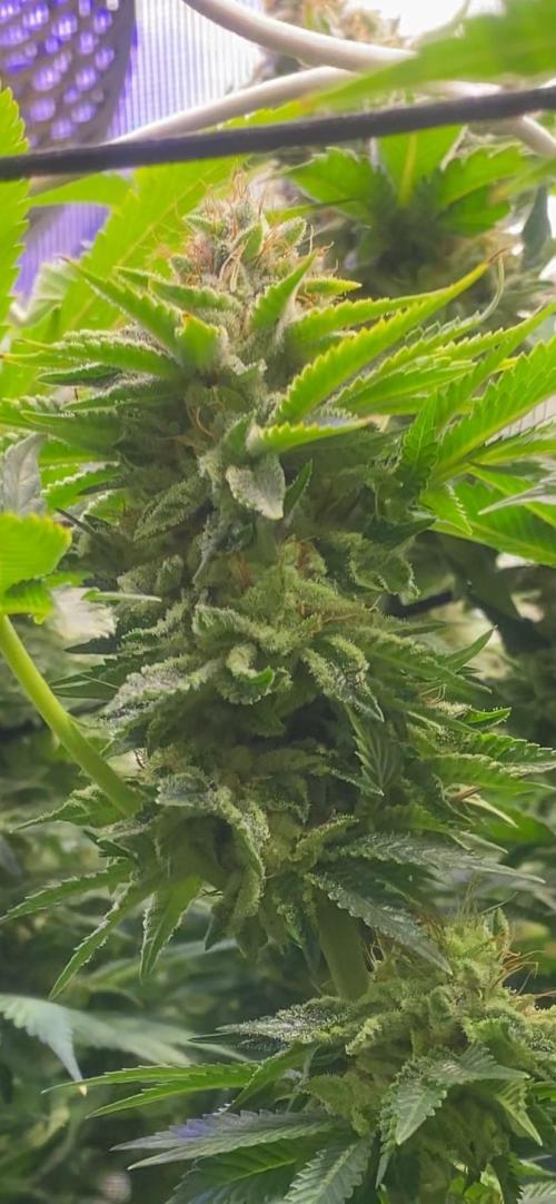 Grandpa Zombie Genetics Fem - Izi Farms. Week 12 - day 60