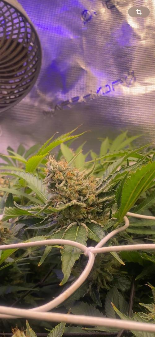 Tom Hills - Deep Chunk - reg photo. Week 14 - day 60