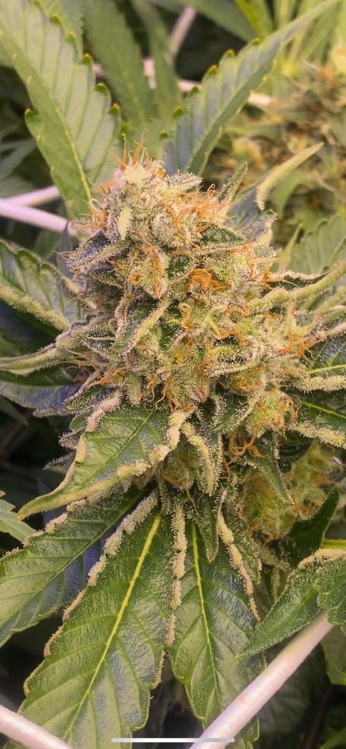 Tom Hills - Deep Chunk - reg photo. Week 14 - day 60