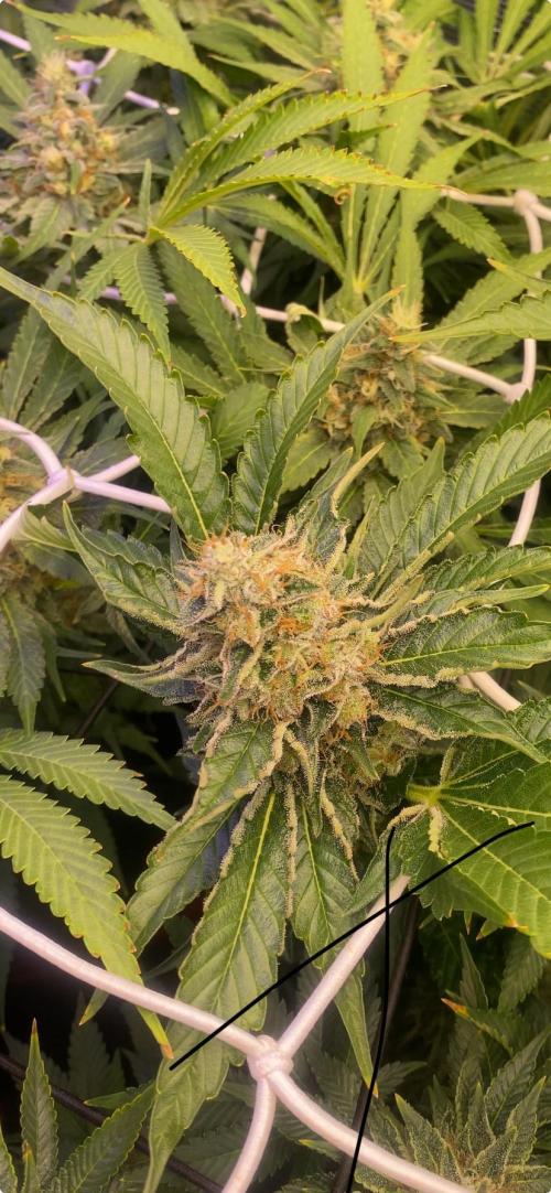 Tom Hills - Deep Chunk - reg photo. Week 14 - day 60
