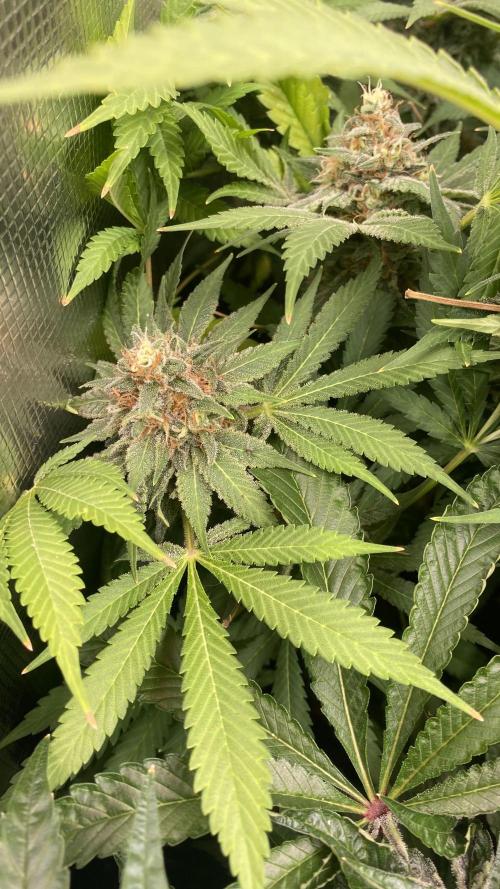 Mazar Kush - World Of Seeds. Week 15 - day 64