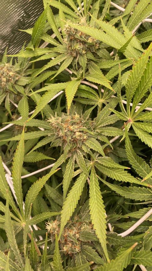Mazar Kush - World Of Seeds. Week 15 - day 64