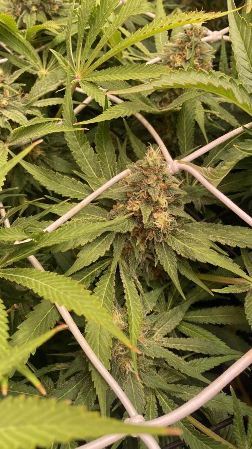 Mazar Kush - World Of Seeds. Week 15 - day 64