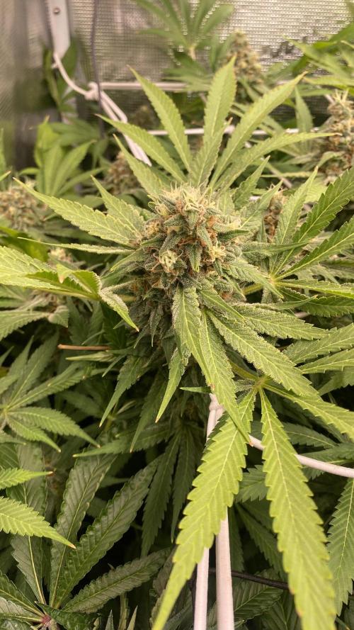 Mazar Kush. Week 15
