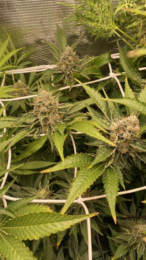 Tom Hills - Deep Chunk - reg photo. Week 15 - day 64