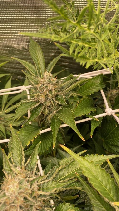 Tom Hills - Deep Chunk - reg photo. Week 15 - day 64