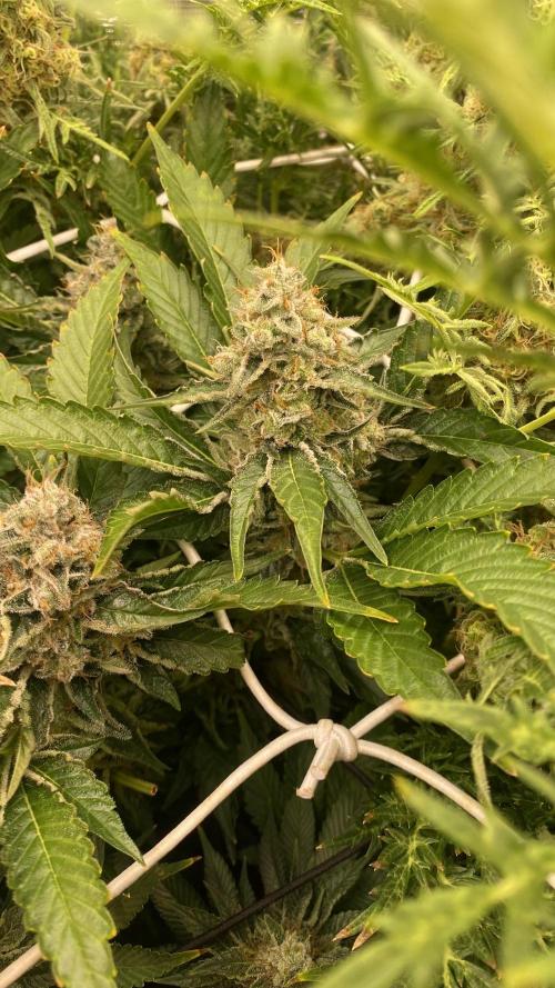 Tom Hills - Deep Chunk - reg photo. Week 15 - day 64
