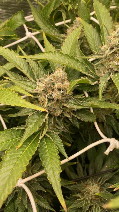 Tom Hills - Deep Chunk - reg photo. Week 15 - day 64