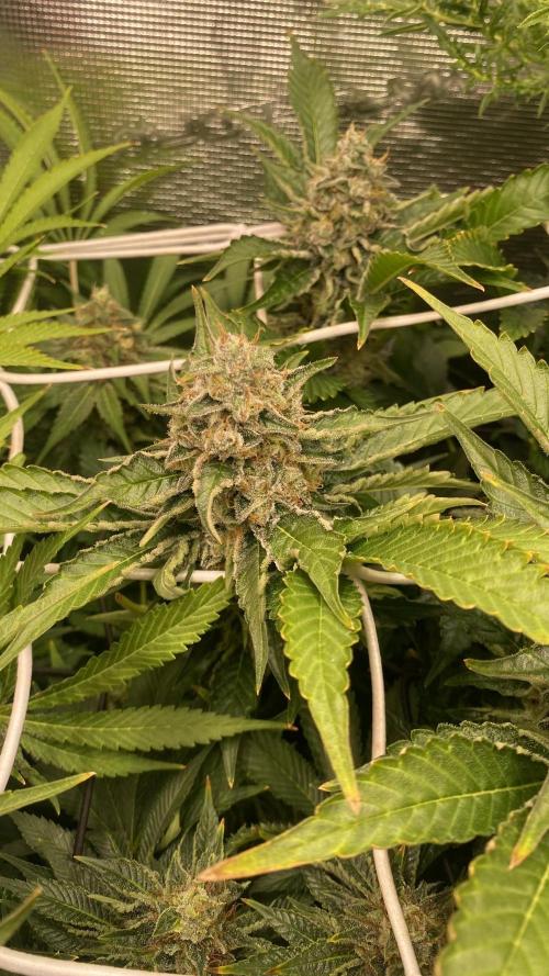 Tom Hills - Deep Chunk - reg photo. Week 15 - day 64