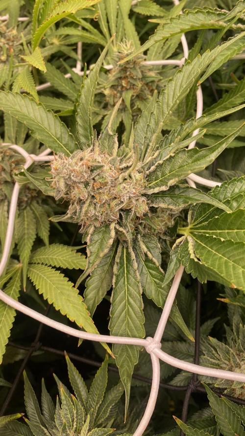 Deep Chunk. Week 15