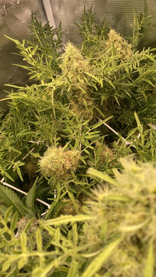 Mentha De Croco - TerpyZ. Mutant. Week 15 - day 64