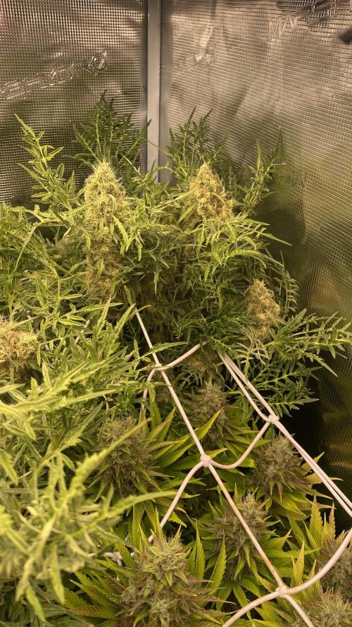 Mentha De Croco - TerpyZ. Mutant. Week 15 - day 64
