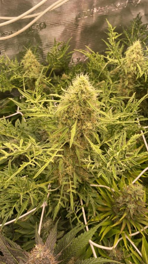 Mentha De Croco - TerpyZ. Mutant. Week 15 - day 64