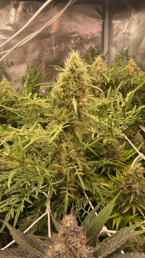 Mentha De Croco - TerpyZ. Mutant. Week 15 - day 64