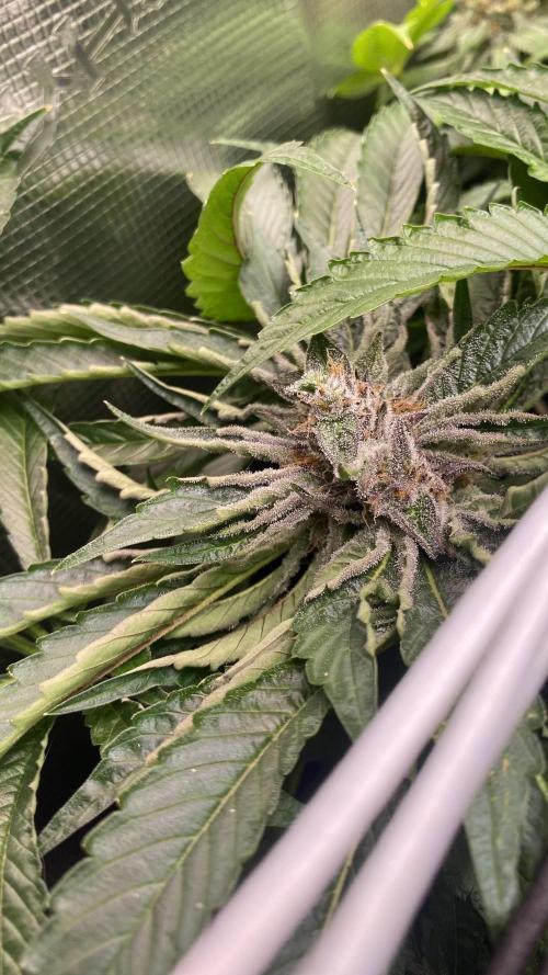 Zamnesia - Hindu Kush - Landrace - Fem. Week 14 - day 64
