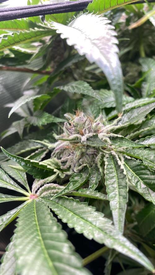 Zamnesia - Hindu Kush - Landrace - Fem. Week 14 - day 64