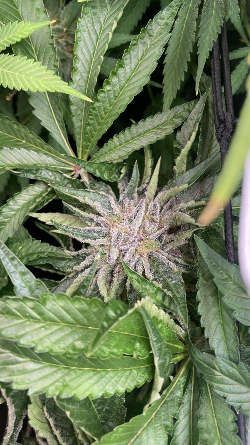 Hindu Kush. Week 14