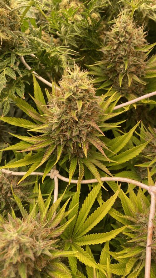Eternity Growcup 2026 - Sticky Broccoli. Week 15 - day 64