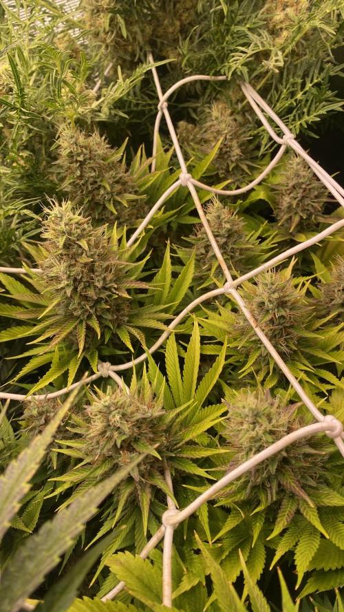 Eternity Growcup 2026 - Sticky Broccoli. Week 15 - day 64