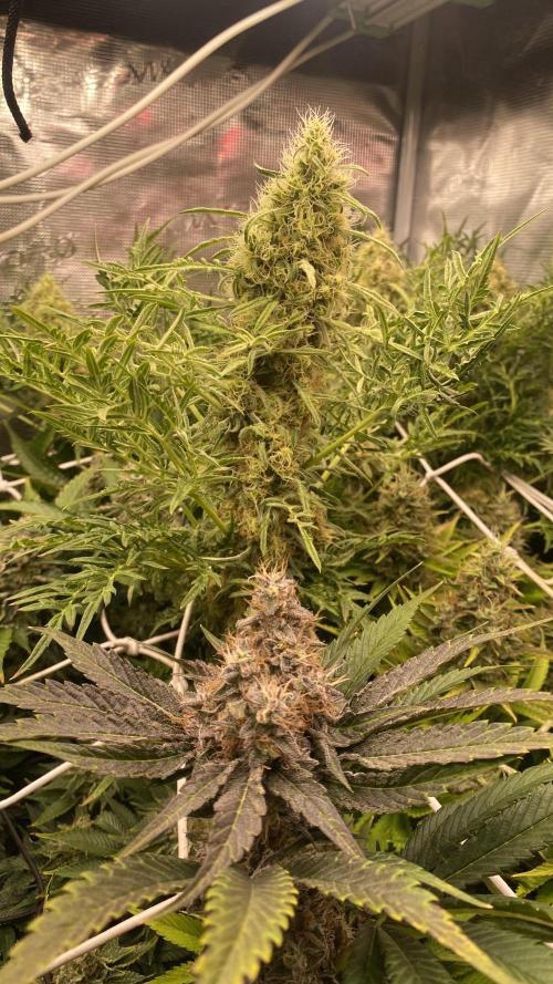 Papaya Frosting - Barneys Farm. Week 14 - day 64
