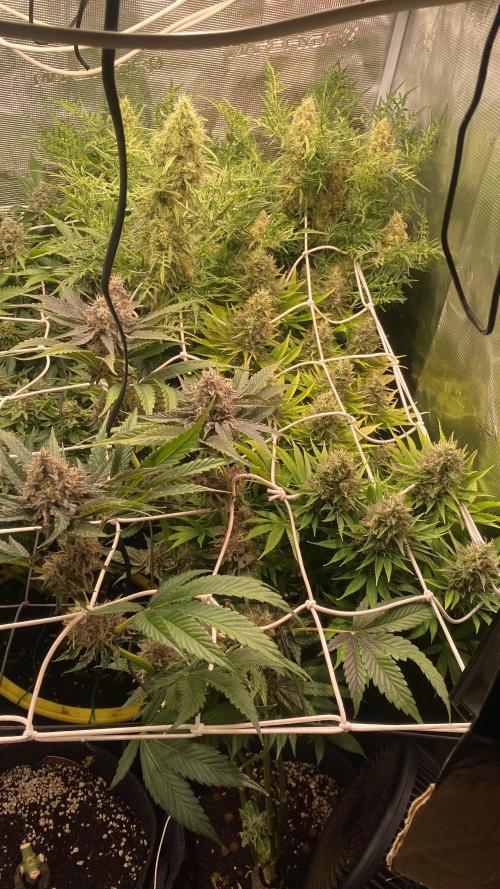 Papaya Frosting - Barneys Farm. Week 14 - day 64