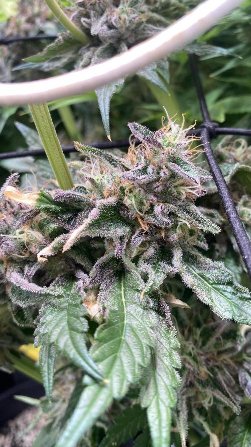 Papaya Frosting - Barneys Farm. Week 14 - day 64