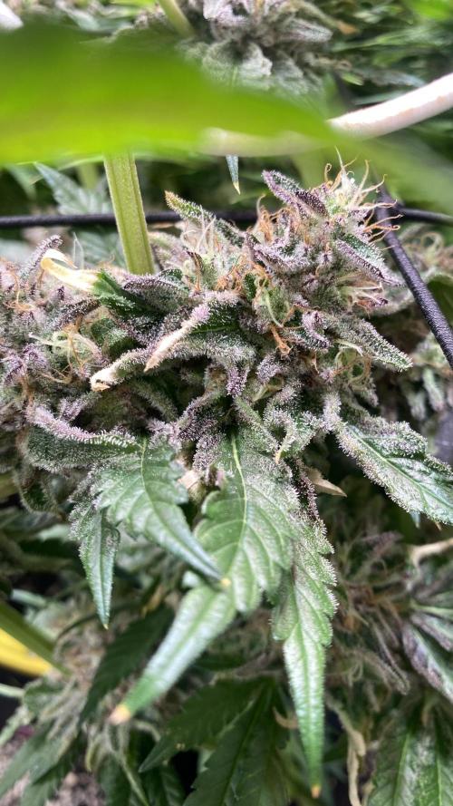 Papaya Frosting - Barneys Farm. Week 14 - day 64