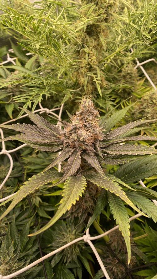 Papaya Frosting - Barneys Farm. Week 14 - day 64