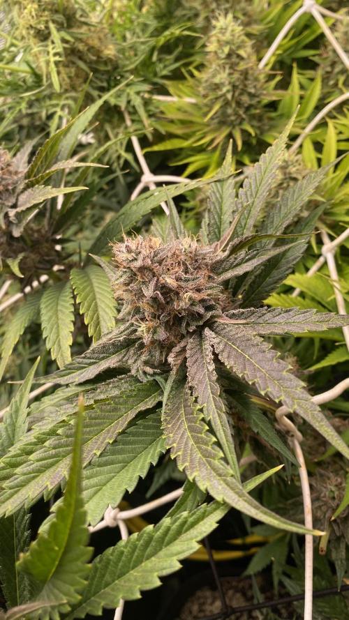 Papaya Frosting - Barneys Farm. Week 14 - day 64