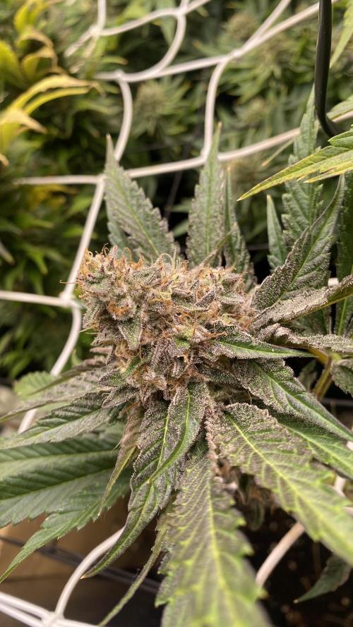 Papaya Frosting - Barneys Farm. Week 14 - day 64