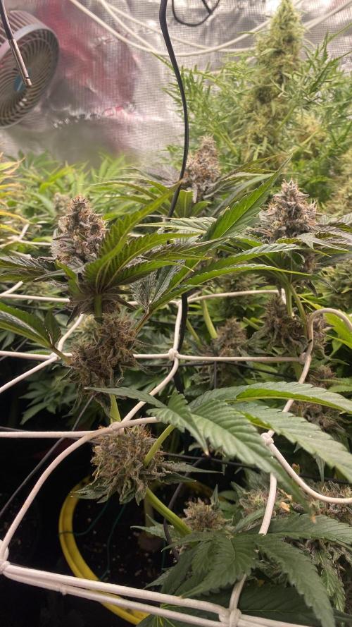 Papaya Frosting. Week 14